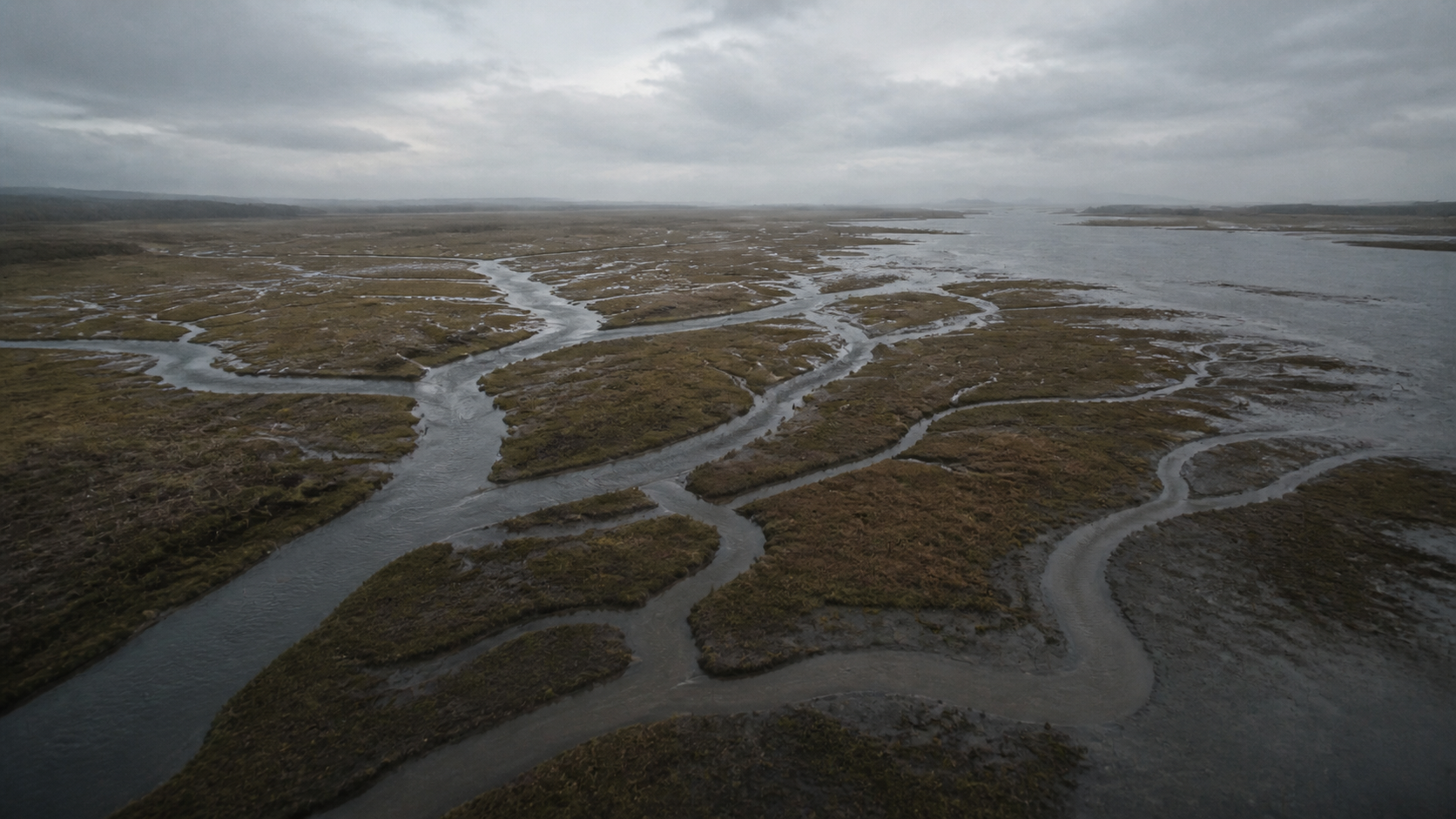 Branching tidal channels across an estuary at low tide